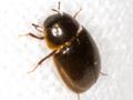 Cymbiodyta marginella